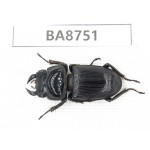 Dorcus sp. China, Guizhou, Qiandongnan, Mt.Leigongshan. 1M. BA8751.