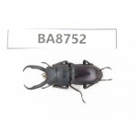 Prosopocoilus sp. China, Guizhou, Qiandongnan, Mt.Leigongshan. 1M. BA8752.