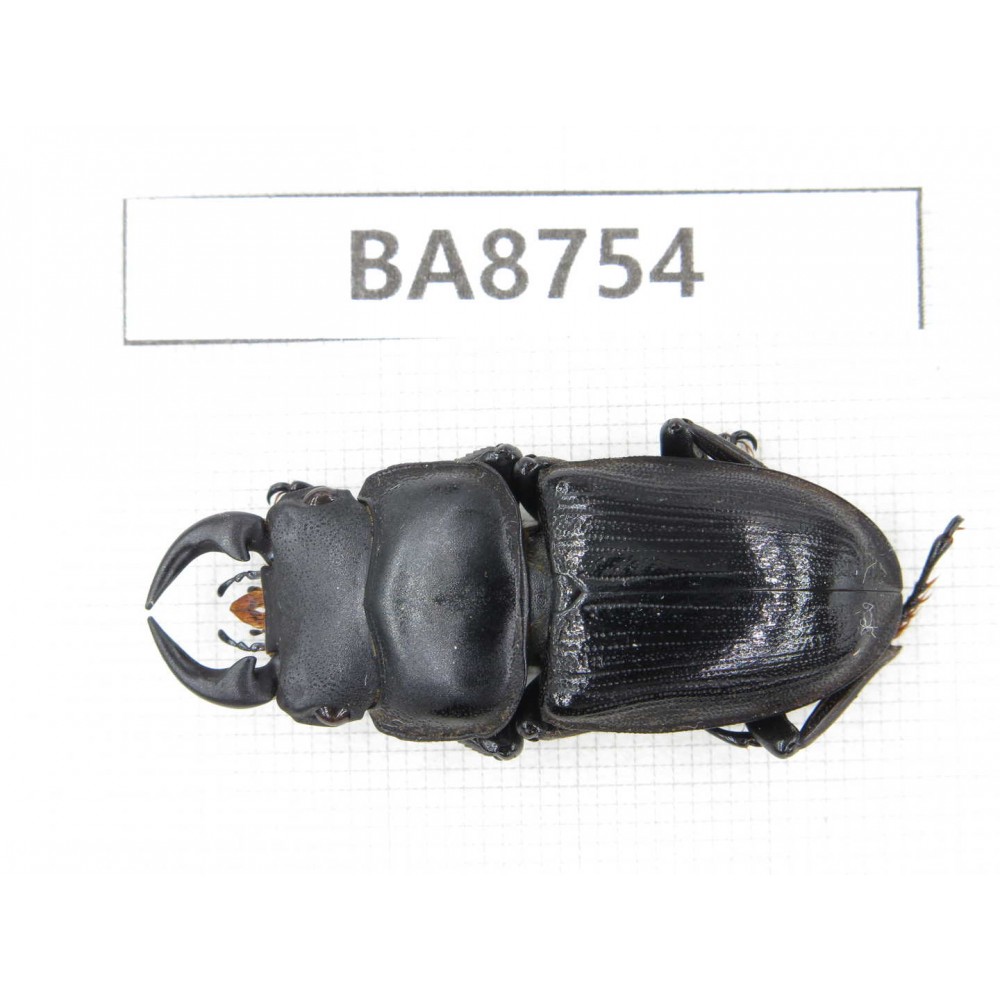 Dorcus sp. China, Guizhou, Qiandongnan, Mt.Leigongshan. 1M. BA8754.