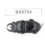 Dorcus sp. China, Guizhou, Qiandongnan, Mt.Leigongshan. 1M. BA8754.