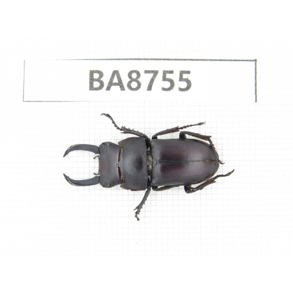 Dorcus sp. China, Guizhou, Qiandongnan, Mt.Leigongshan. 1M. BA8755.
