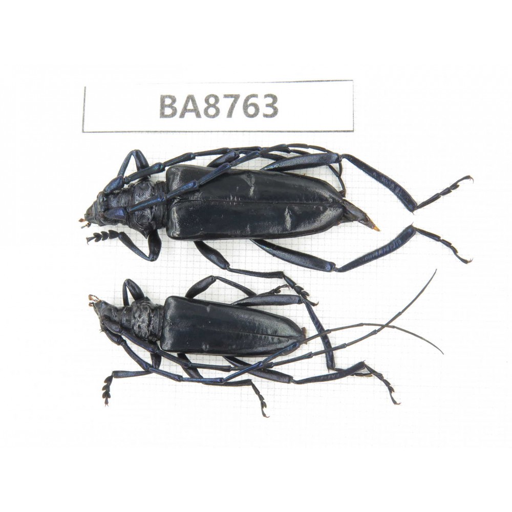 Cerambycidae sp. China, Guizhou, Qiandongnan, Mt.Leigongshan. 2Pcs. BA8763.
