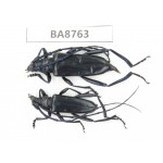Cerambycidae sp. China, Guizhou, Qiandongnan, Mt.Leigongshan. 2Pcs. BA8763.