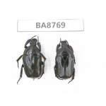 Cetoniidae sp. China, Guizhou, Qiandongnan, Mt.Leigongshan. 2Pcs. BA8769.