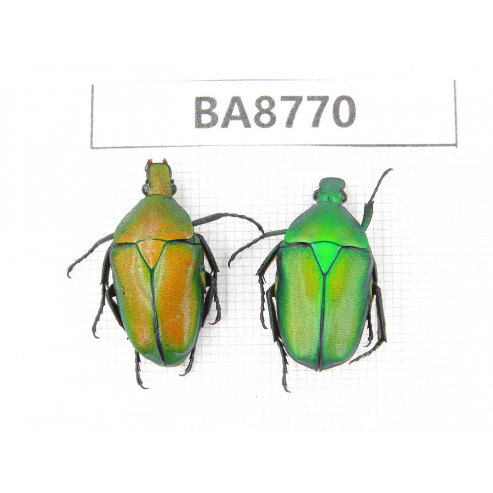 Cetoniidae sp. China, Guizhou, Qiandongnan, Mt.Leigongshan. 2Pcs. BA8770.