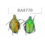 Cetoniidae sp. China, Guizhou, Qiandongnan, Mt.Leigongshan. 2Pcs. BA8770.
