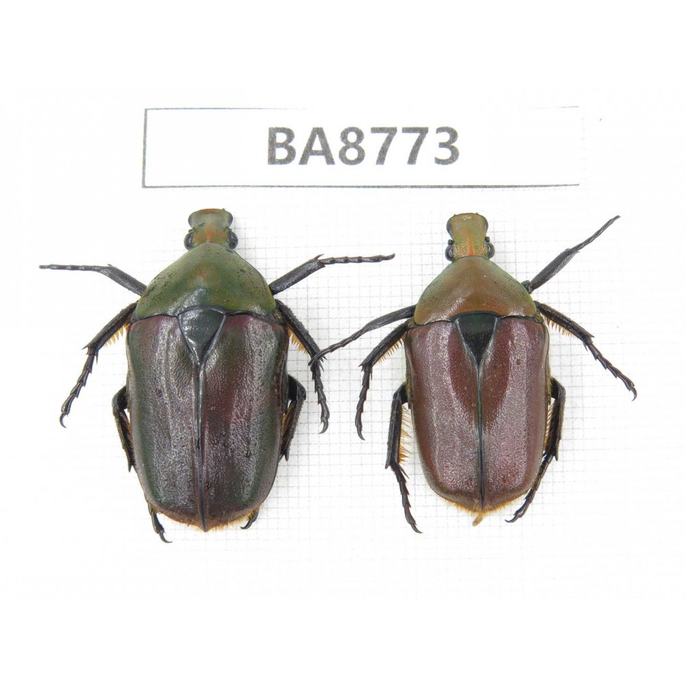 Cetoniidae sp. China, Guizhou, Qiandongnan, Mt.Leigongshan. 2Pcs. BA8773.