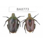 Cetoniidae sp. China, Guizhou, Qiandongnan, Mt.Leigongshan. 2Pcs. BA8773.