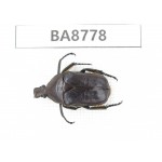 Cetoniidae sp. China, Guizhou, Qiandongnan, Mt.Leigongshan. 1Pcs. BA8778.