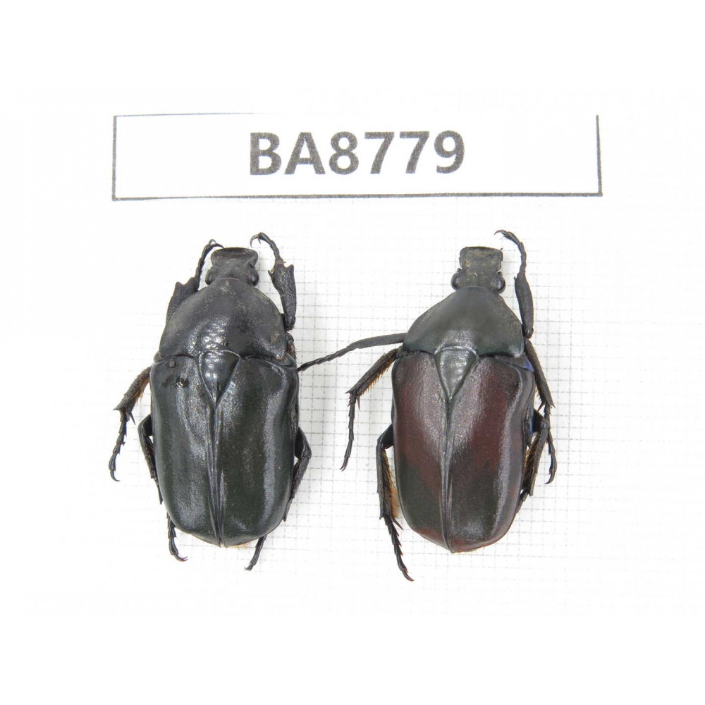 Cetoniidae sp. China, Guizhou, Qiandongnan, Mt.Leigongshan. 2Pcs. BA8779.