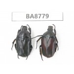 Cetoniidae sp. China, Guizhou, Qiandongnan, Mt.Leigongshan. 2Pcs. BA8779.