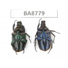 Cetoniidae sp. China, Guizhou, Qiandongnan, Mt.Leigongshan. 2Pcs. BA8779.