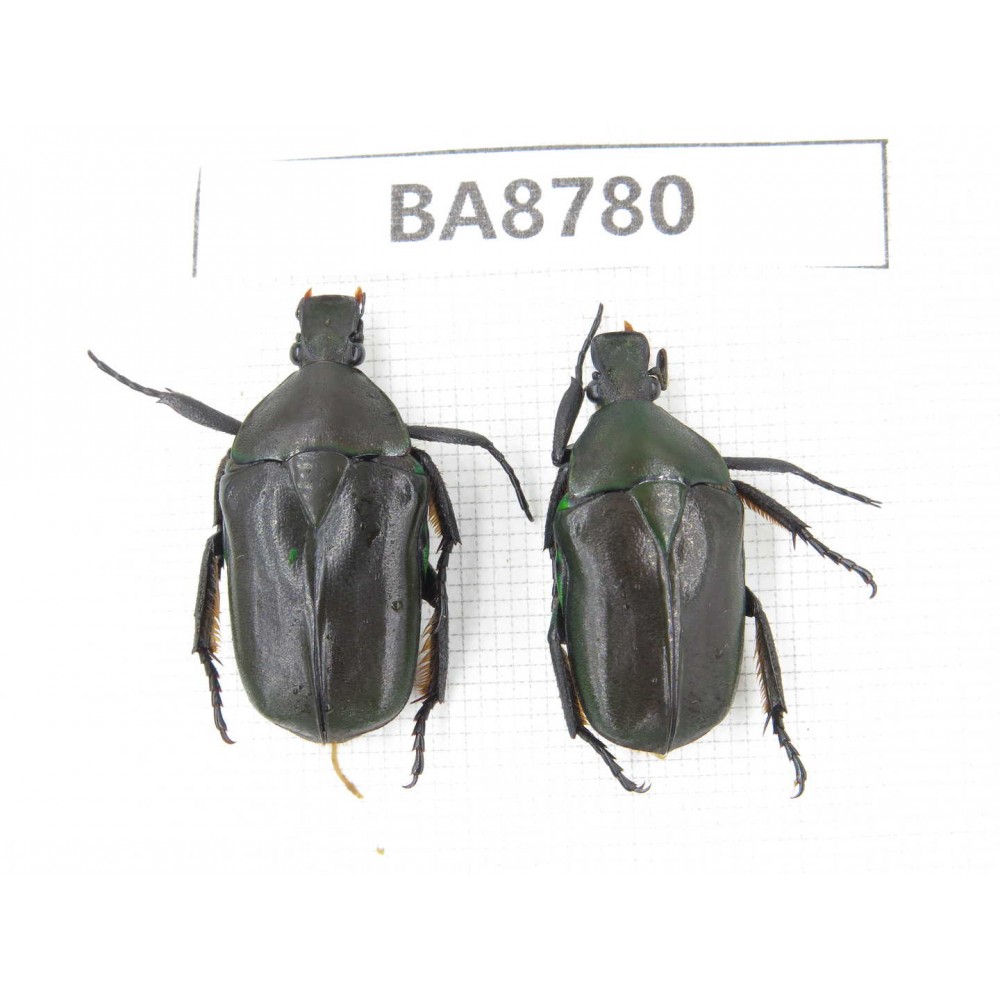 Cetoniidae sp. China, Guizhou, Qiandongnan, Mt.Leigongshan. 2Pcs. BA8780.