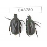 Cetoniidae sp. China, Guizhou, Qiandongnan, Mt.Leigongshan. 2Pcs. BA8780.