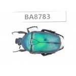 Cetoniidae sp. China, Guizhou, Tongren, Yinjiang county. 1Pcs. BA8783.