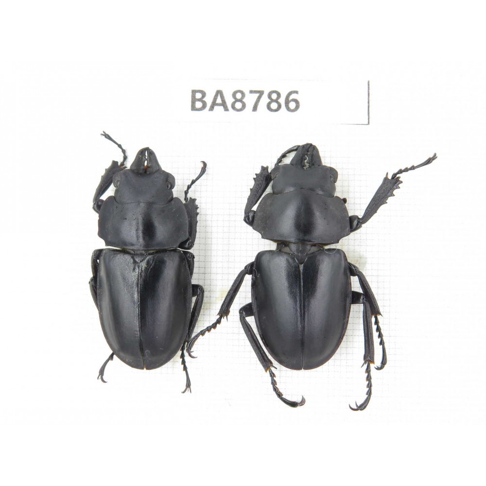 Neolucanus sp. China, Guizhou, Tongren, Yinjiang county. 2M. BA8786.