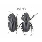 Neolucanus sp. China, Guizhou, Tongren, Yinjiang county. 2M. BA8786.