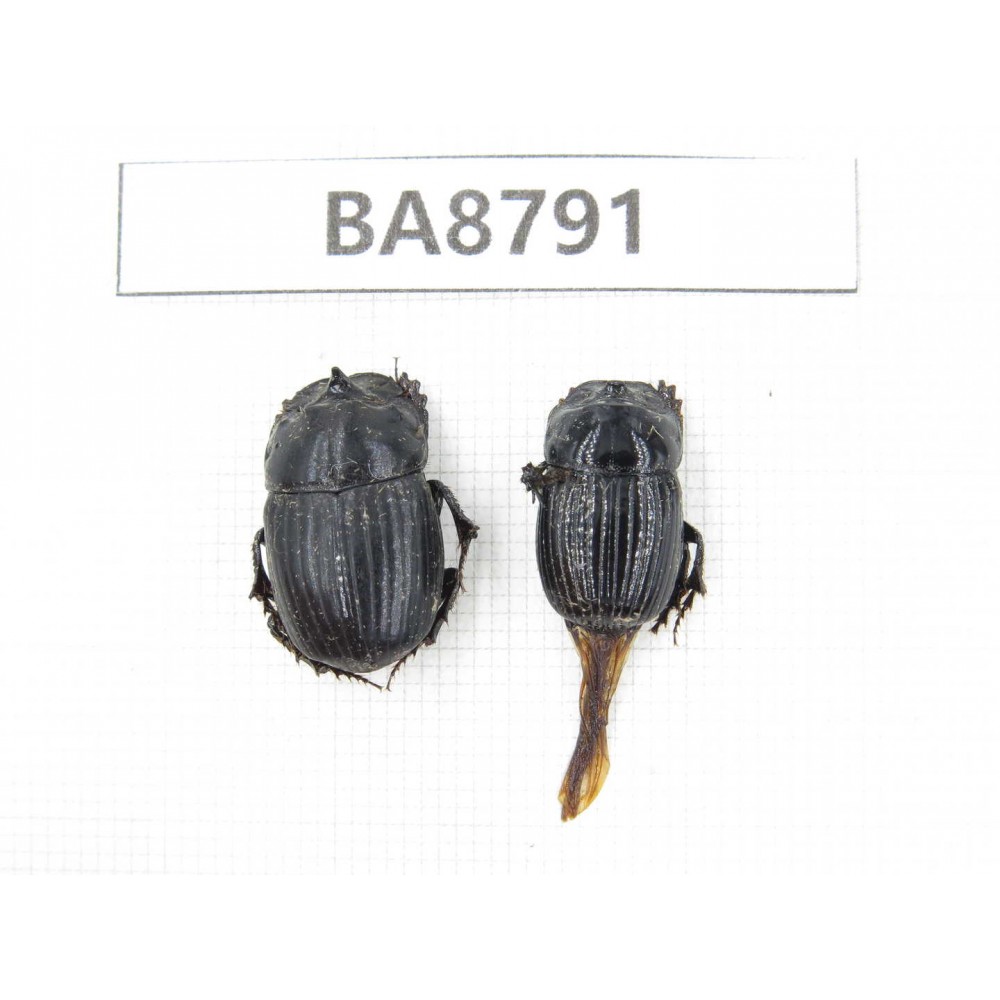 Geotrupidae sp. China, Guizhou, Qiandongnan, Taijiang county. 2Pcs. BA8791.