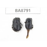 Geotrupidae sp. China, Guizhou, Qiandongnan, Taijiang county. 2Pcs. BA8791.