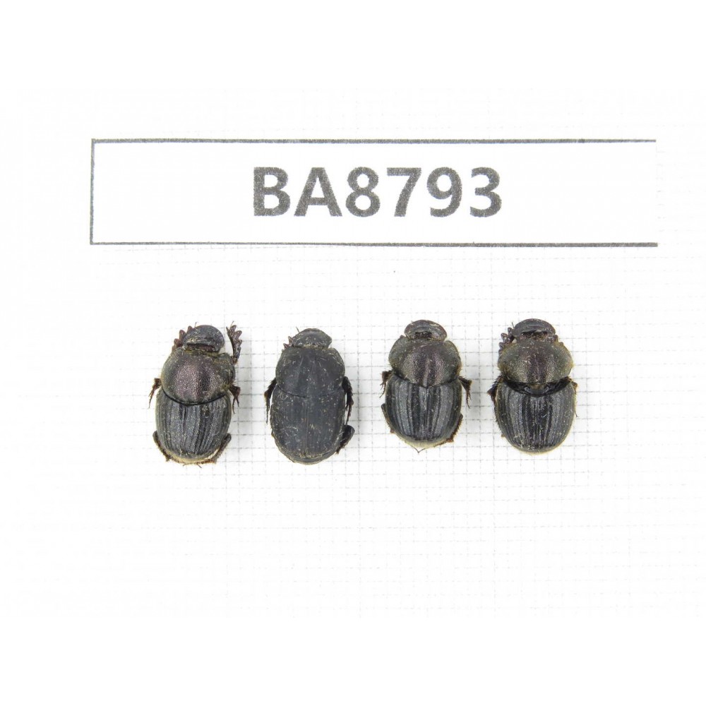 Geotrupidae sp. China, Yunnan, Nujiang valley, N of Mt.Biluoxueshan. 4Pcs. BA8793.