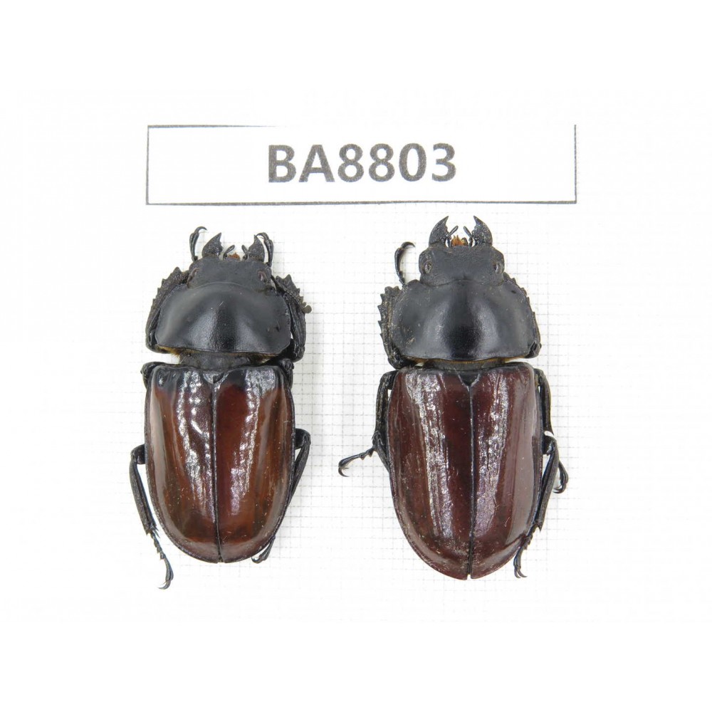 Neolucanus sp. China, Yunnan, Nujiang valley, N of Mt.Biluoxueshan. 2F. BA8803.