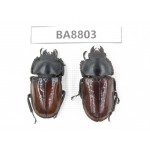 Neolucanus sp. China, Yunnan, Nujiang valley, N of Mt.Biluoxueshan. 2F. BA8803.