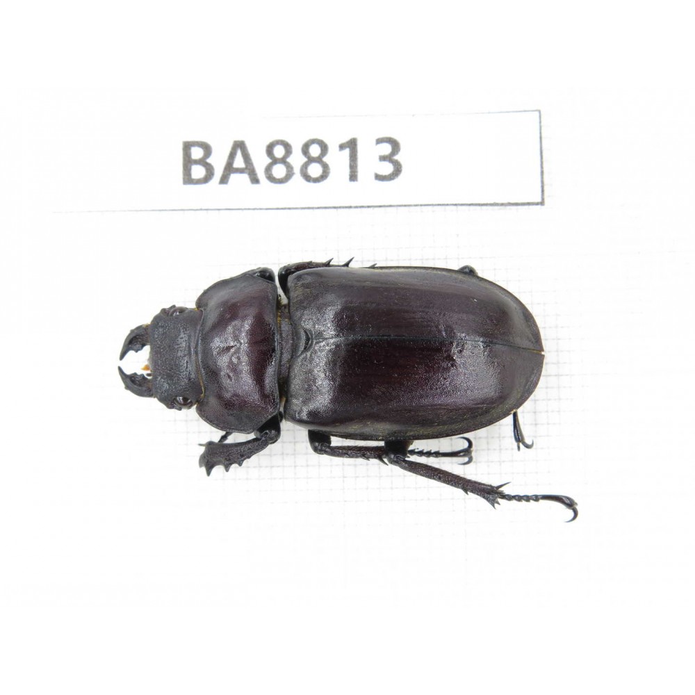 Lucanus sp. China, Yunnan, Xiangerila, S of Weixi county. 1F. BA8813.