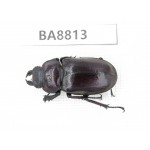 Lucanus sp. China, Yunnan, Xiangerila, S of Weixi county. 1F. BA8813.