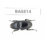 Dorcus sp. China, Yunnan, Xiangerila, S of Weixi county. 1F. BA8814.