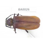 Cerambycidae sp. China, Yunnan, Dali, S of Mt.Cangshan. 1Pcs. BA8826.