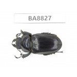Lucanus sp. China, Yunnan, Chuxiong, N of Mt.Ailaoshan. 1F. BA8827.