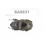 Lucanus sp. China, Yunnan, Dehong, Yingjiang county. 1F. BA8831.