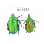 Cetoniidae sp. China, Yunnan, Honghe, Jinping county. 2Pcs. BA8833.