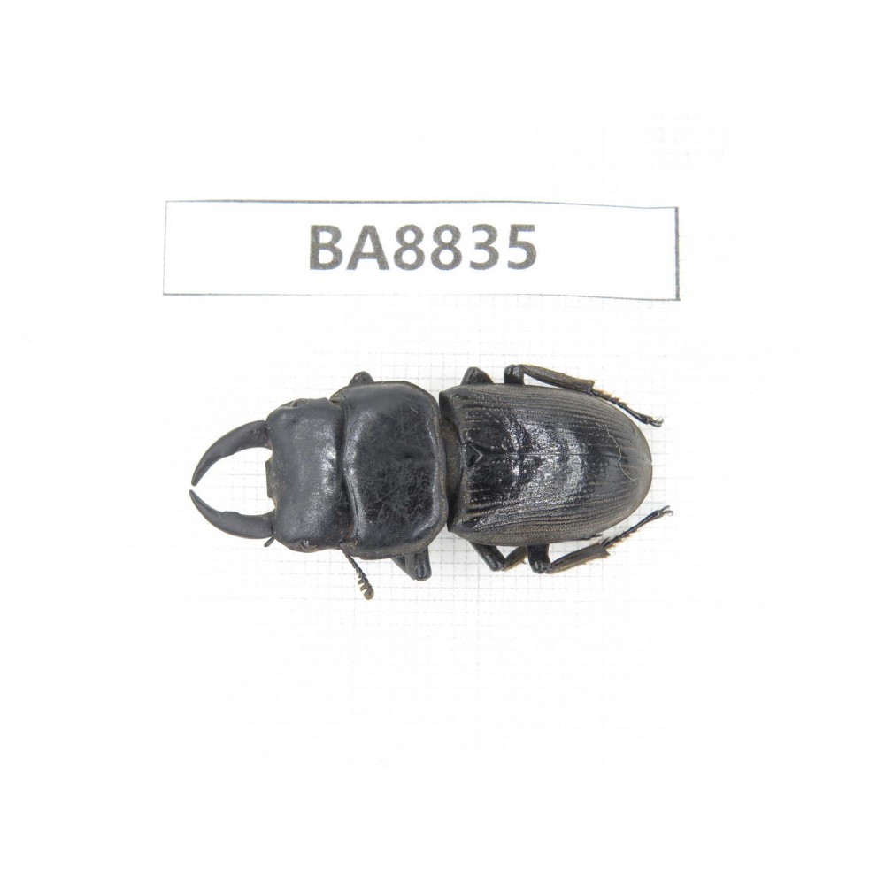 Dorcus sp. China, Yunnan, Honghe, Jinping county. 1M. BA8835.