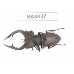 Lucanus cyclommatoides. China, Yunnan, Honghe, Jinping county. 1M. BA8837.