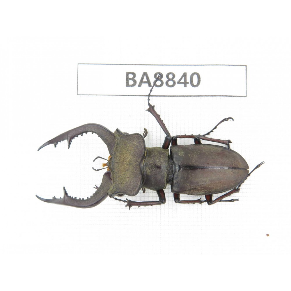 Lucanus cyclommatoides. China, Yunnan, Honghe, Jinping county. 1M. BA8840.