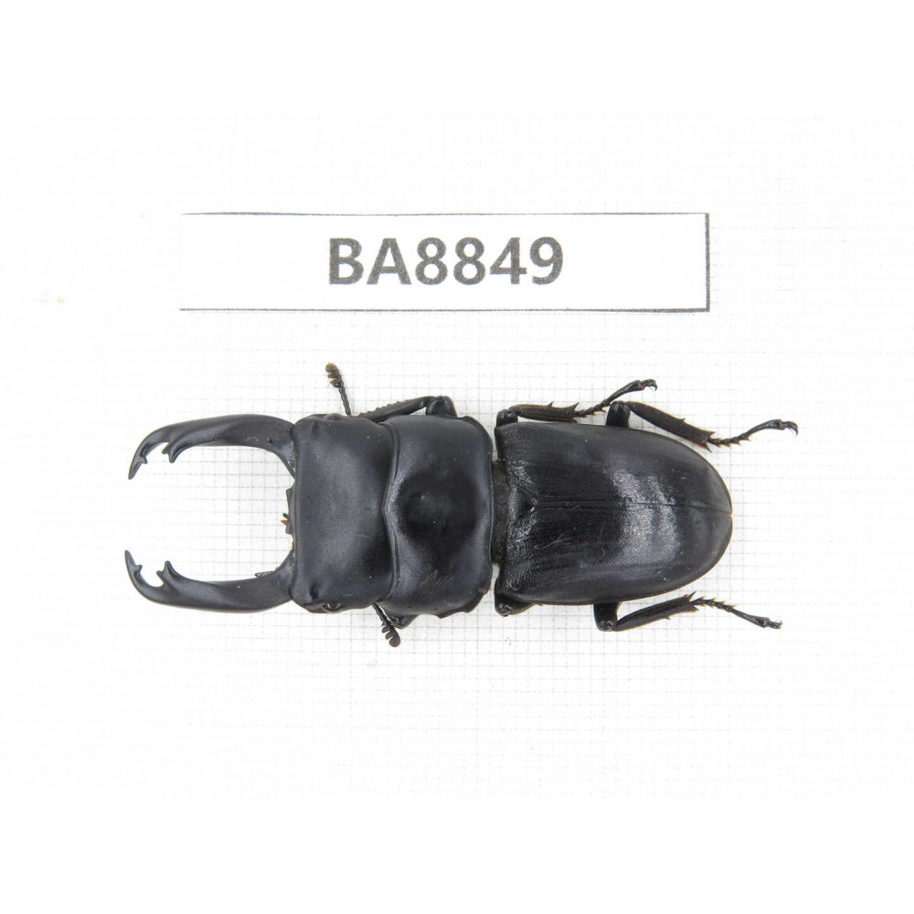 Dorcus sp. China, Yunnan, Honghe, Jinping county. 1M. BA8849.