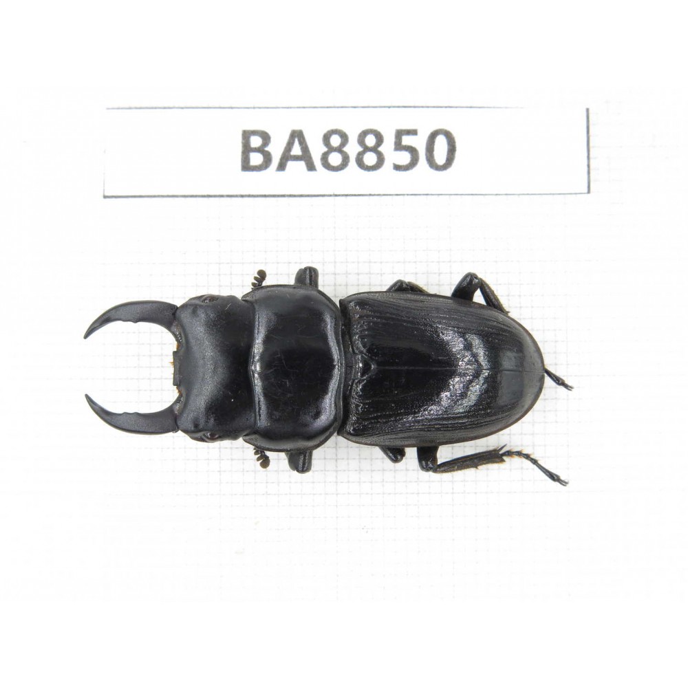 Dorcus sp. China, Yunnan, Honghe, Jinping county. 1M. BA8850.