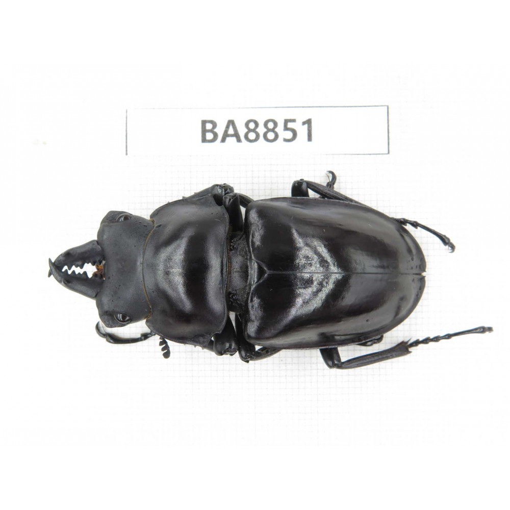 Neolucanus sp. China, Yunnan, Honghe, Jinping county. 1M. BA8851.