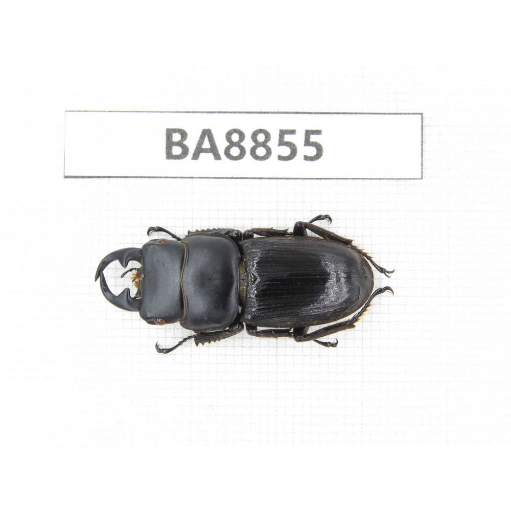 Dorcus sp. China, Yunnan, Tengchong. 1M. BA8855.