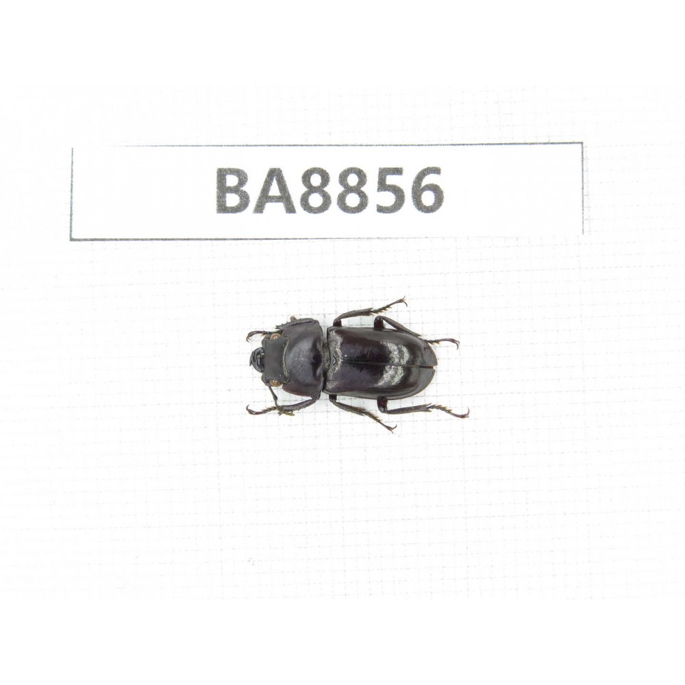 Dorcus sp. China, Yunnan, Tengchong. 1F. BA8856.