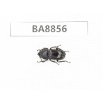 Dorcus sp. China, Yunnan, Tengchong. 1F. BA8856.
