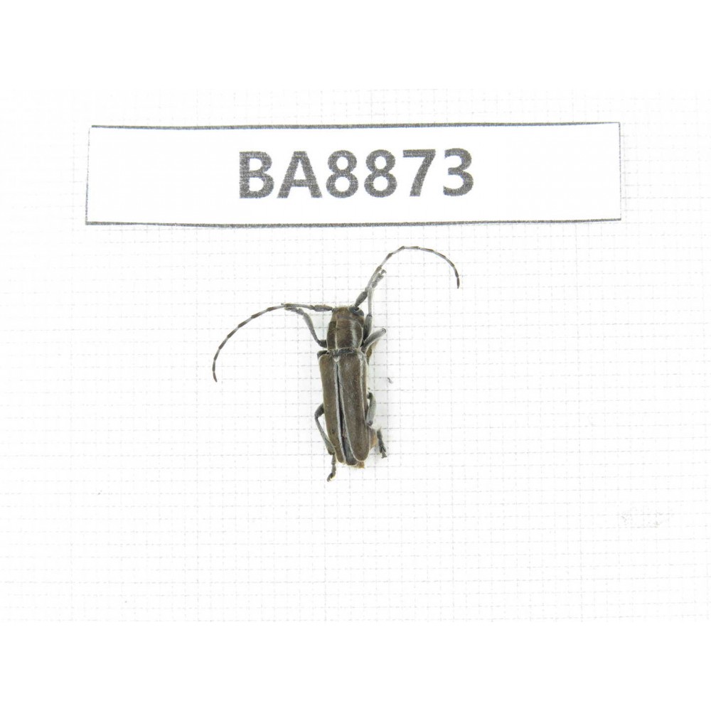 Cerambycidae sp. China, Heilongjiang, Mudanjiang. 1Pcs. BA8873.