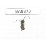 Cerambycidae sp. China, Heilongjiang, Mudanjiang. 1Pcs. BA8873.