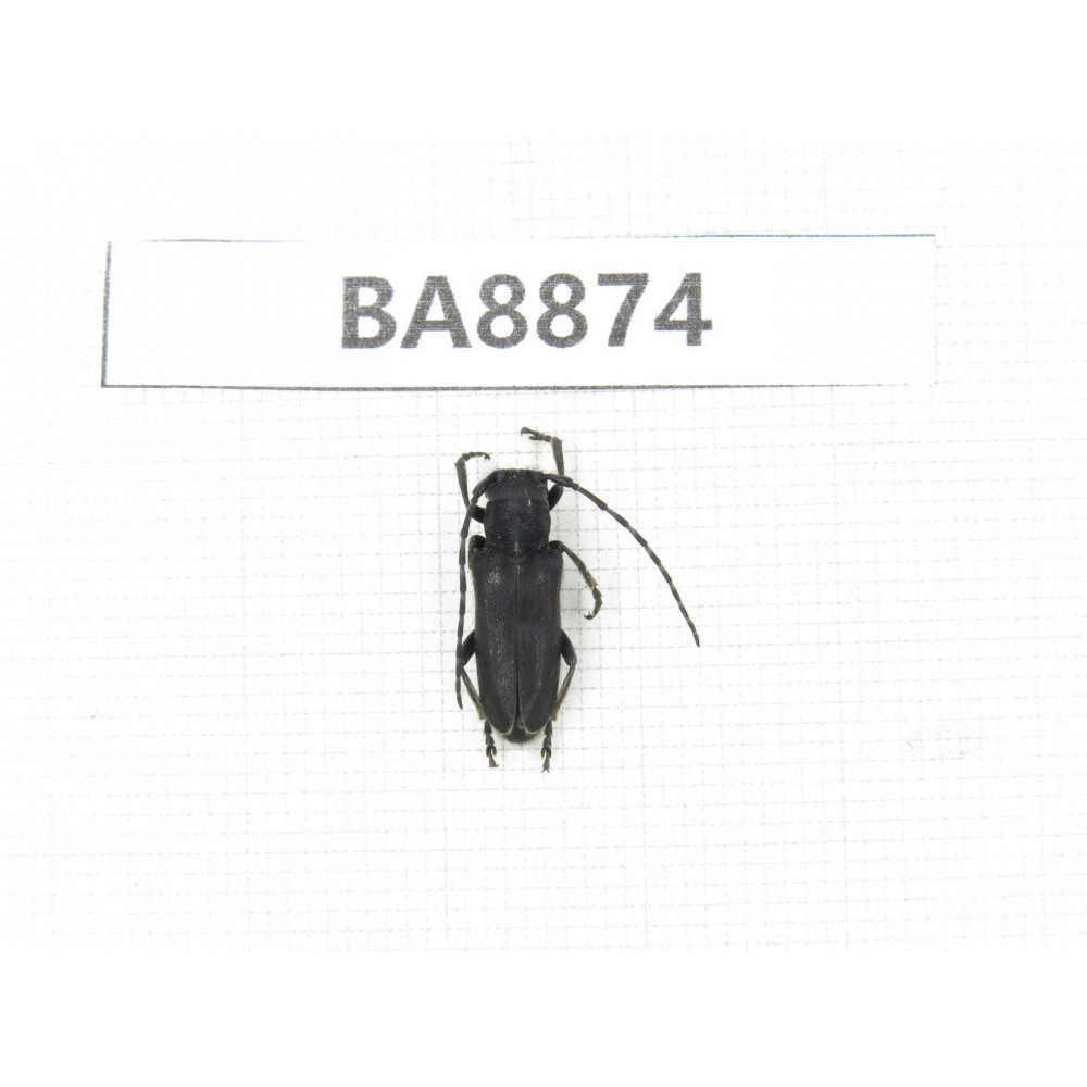 Cerambycidae sp. China, Heilongjiang, Mudanjiang. 1Pcs. BA8874.