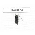 Cerambycidae sp. China, Heilongjiang, Mudanjiang. 1Pcs. BA8874.