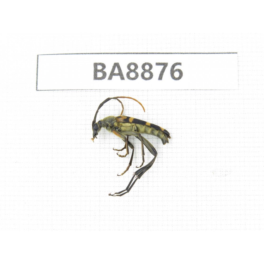 Cerambycidae sp. China, Heilongjiang, Mudanjiang. 1Pcs. BA8876.
