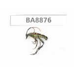 Cerambycidae sp. China, Heilongjiang, Mudanjiang. 1Pcs. BA8876.