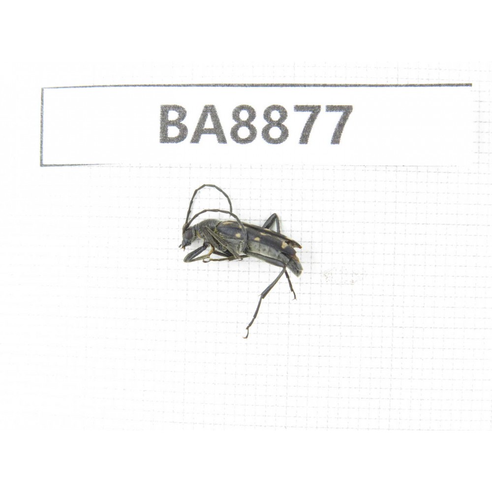 Cerambycidae sp. China, Heilongjiang, Mudanjiang. 1Pcs. BA8877.
