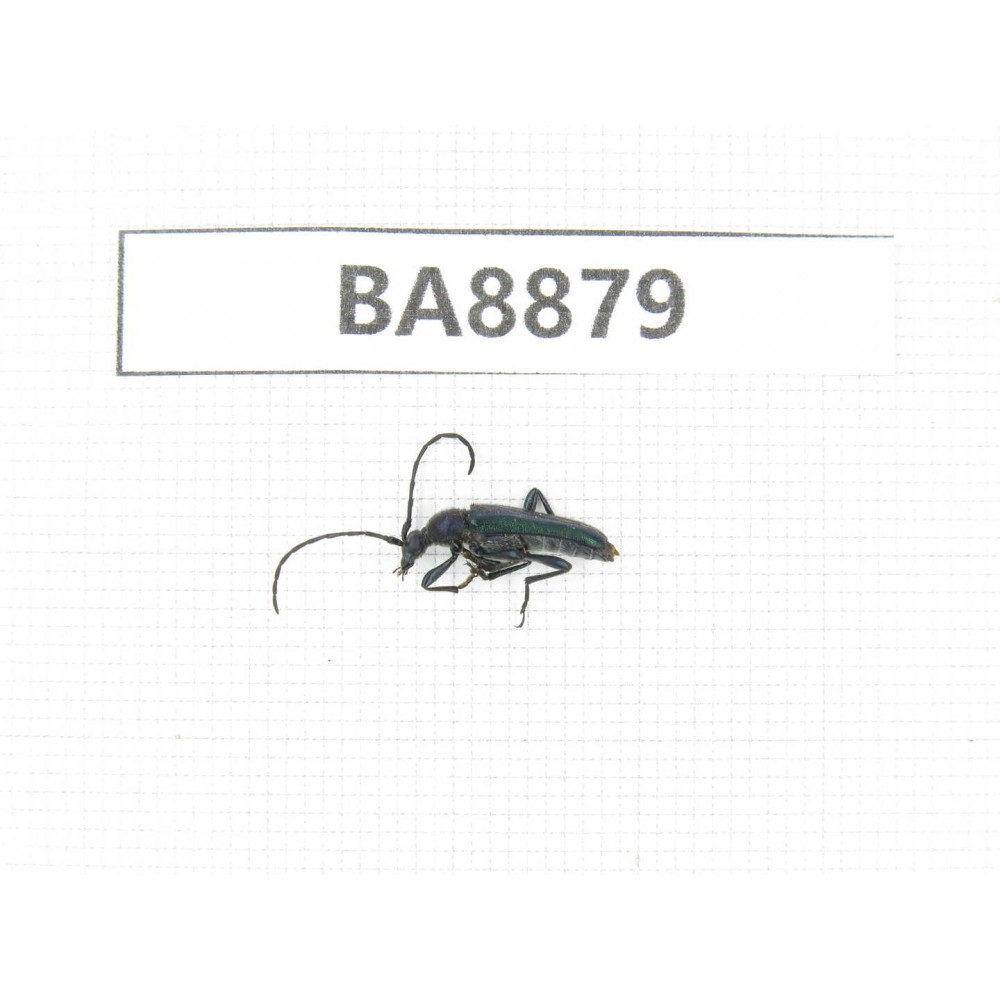 Cerambycidae sp. China, Heilongjiang, Mudanjiang. 1Pcs. BA8879.